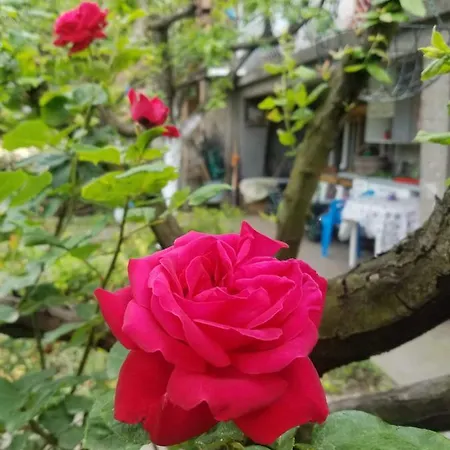 Sirma's House * Üsküp